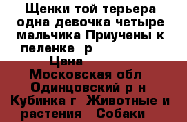 Щенки той-терьера,одна девочка,четыре мальчика.Приучены к пеленке ,р..18.01.2017 › Цена ­ 3 000 - Московская обл., Одинцовский р-н, Кубинка г. Животные и растения » Собаки   